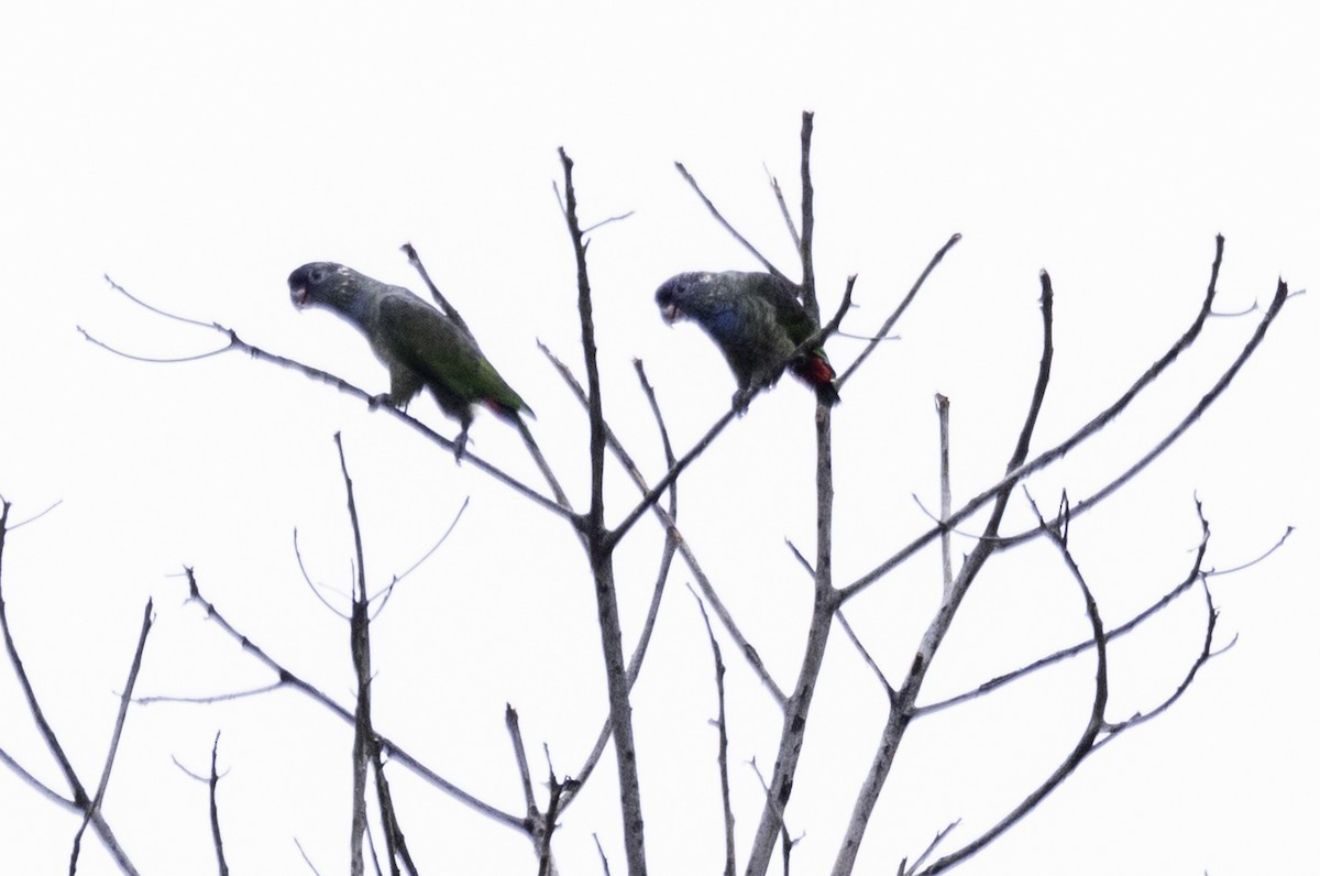 rødnebbpapegøye - ML644004271