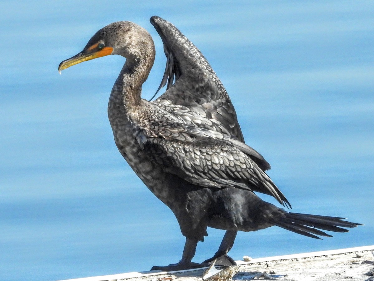 Double-crested Cormorant - ML644004285