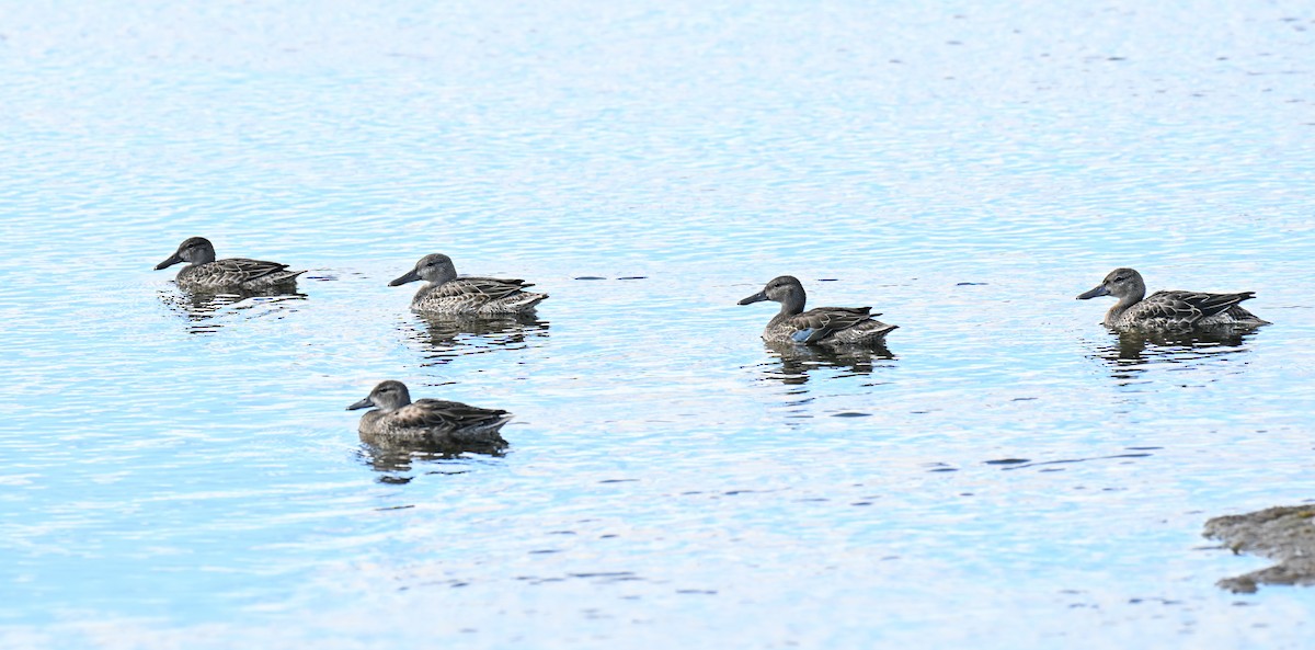 Blue-winged Teal - ML644004291
