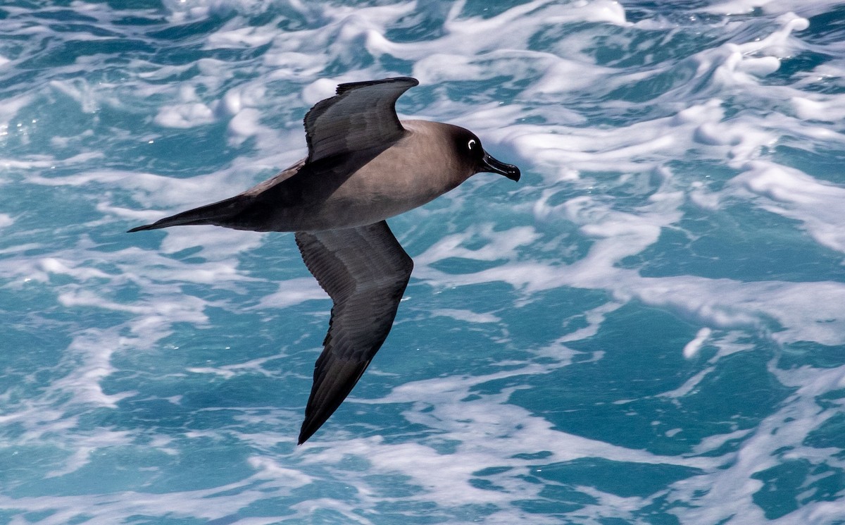 Albatros hauskara - ML644004294