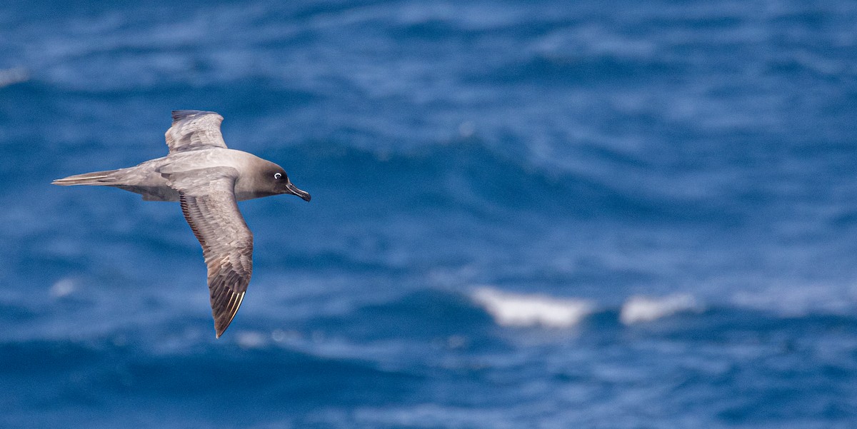 Albatros hauskara - ML644004295