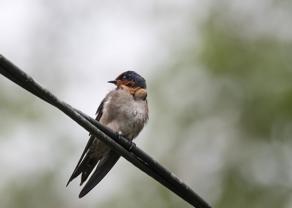Pacific Swallow - ML644004299