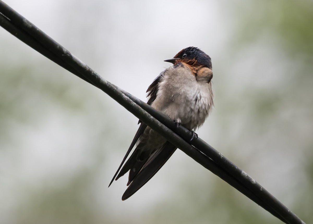 Pacific Swallow - ML644004300