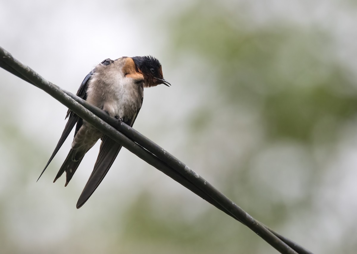 Pacific Swallow - ML644004301