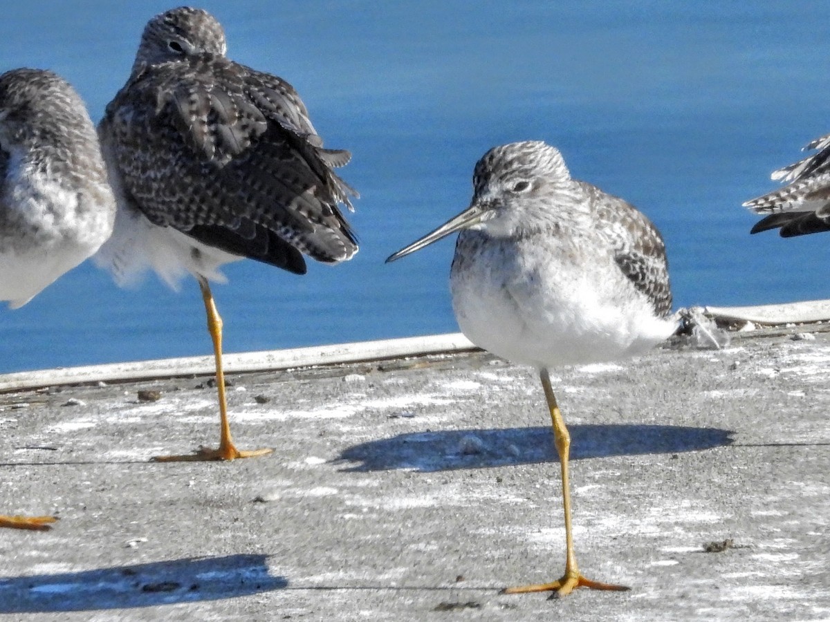 Greater Yellowlegs - ML644004307