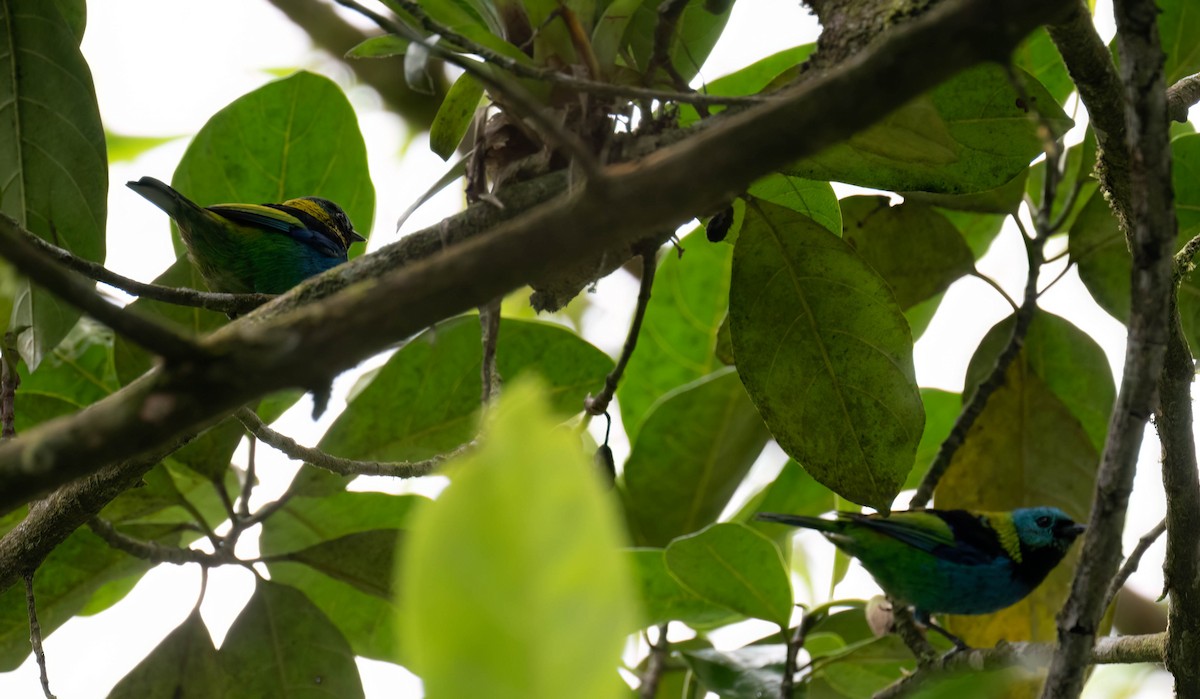 Green-headed Tanager - ML644004322