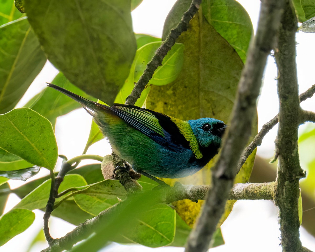 Green-headed Tanager - ML644004324