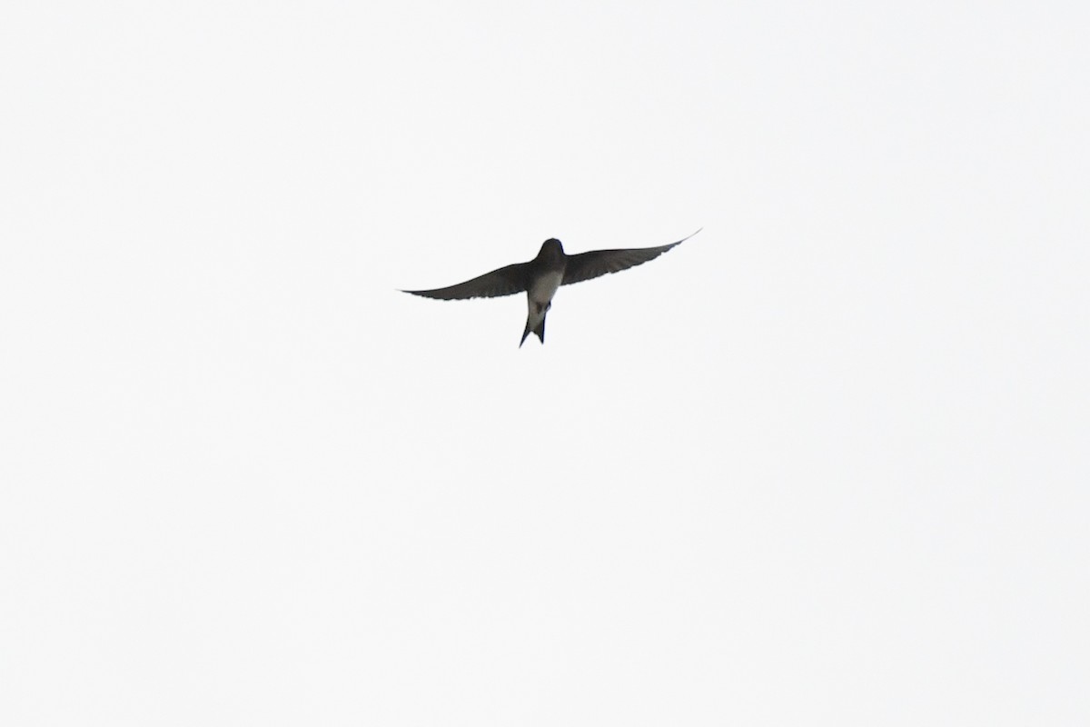 Caribbean Martin - ML644004342