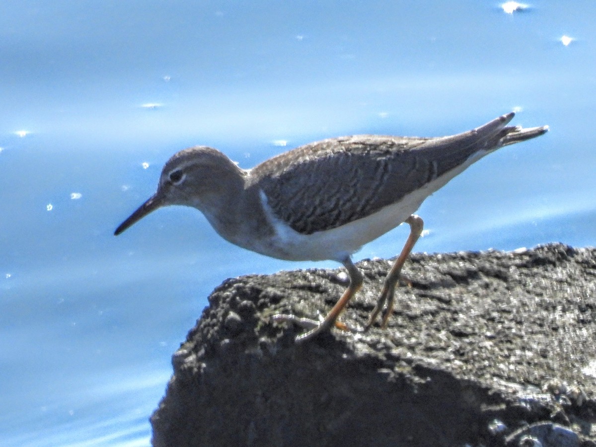 Spotted Sandpiper - ML644004347