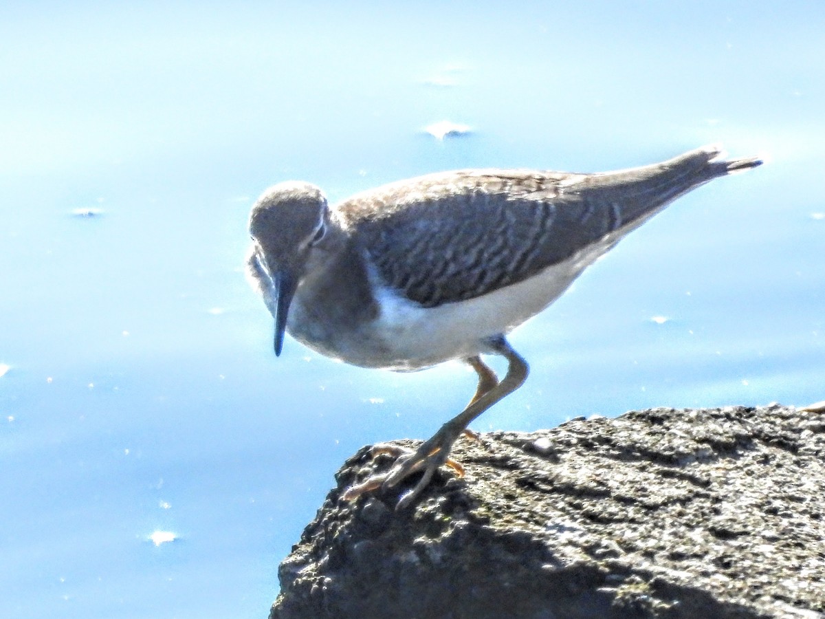 Spotted Sandpiper - ML644004348