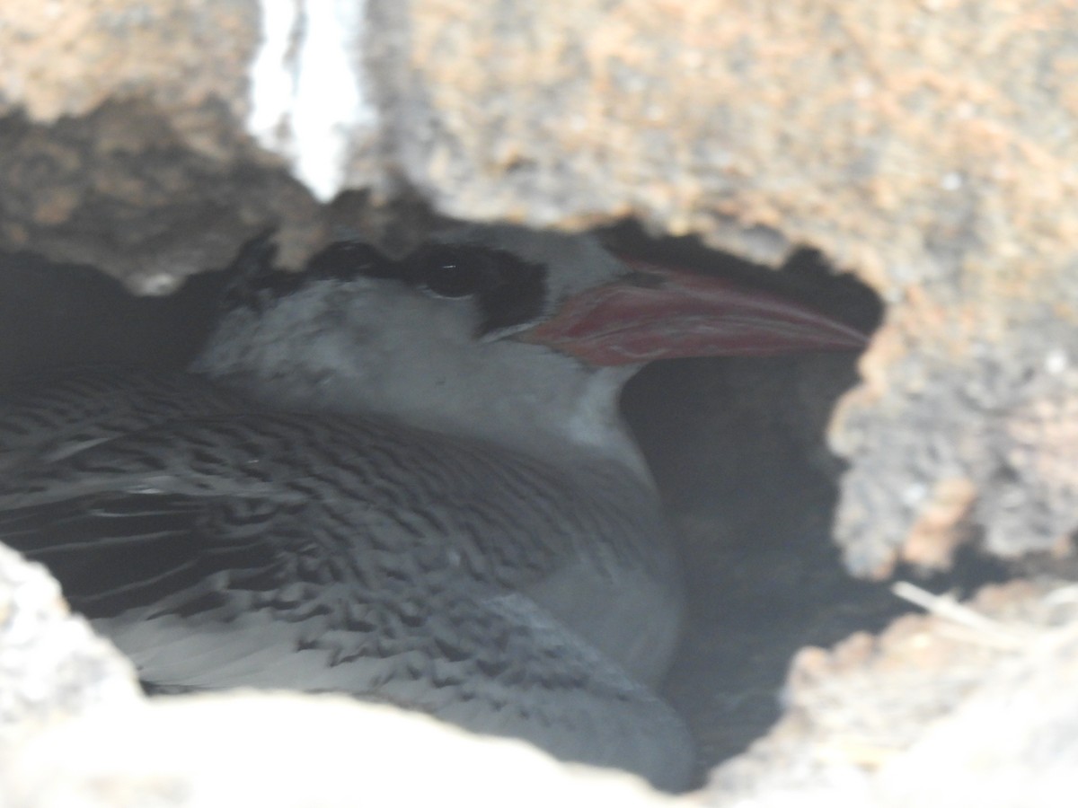 Kırmızı Gagalı Tropikkuşu - ML644004358