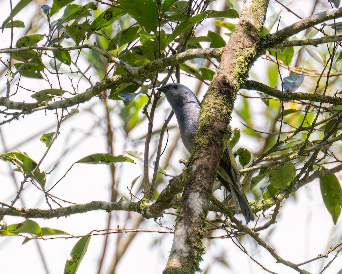 Golden-chevroned Tanager - ML644004377