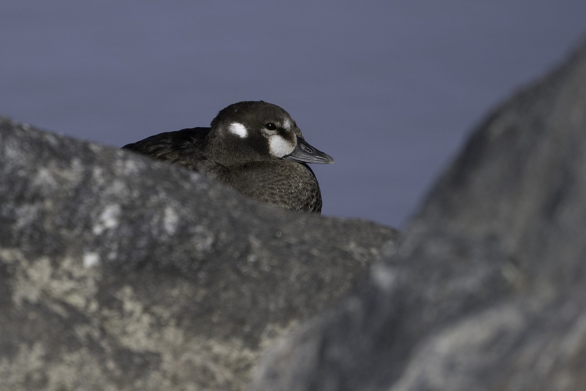 Harlequin Duck - ML644004386