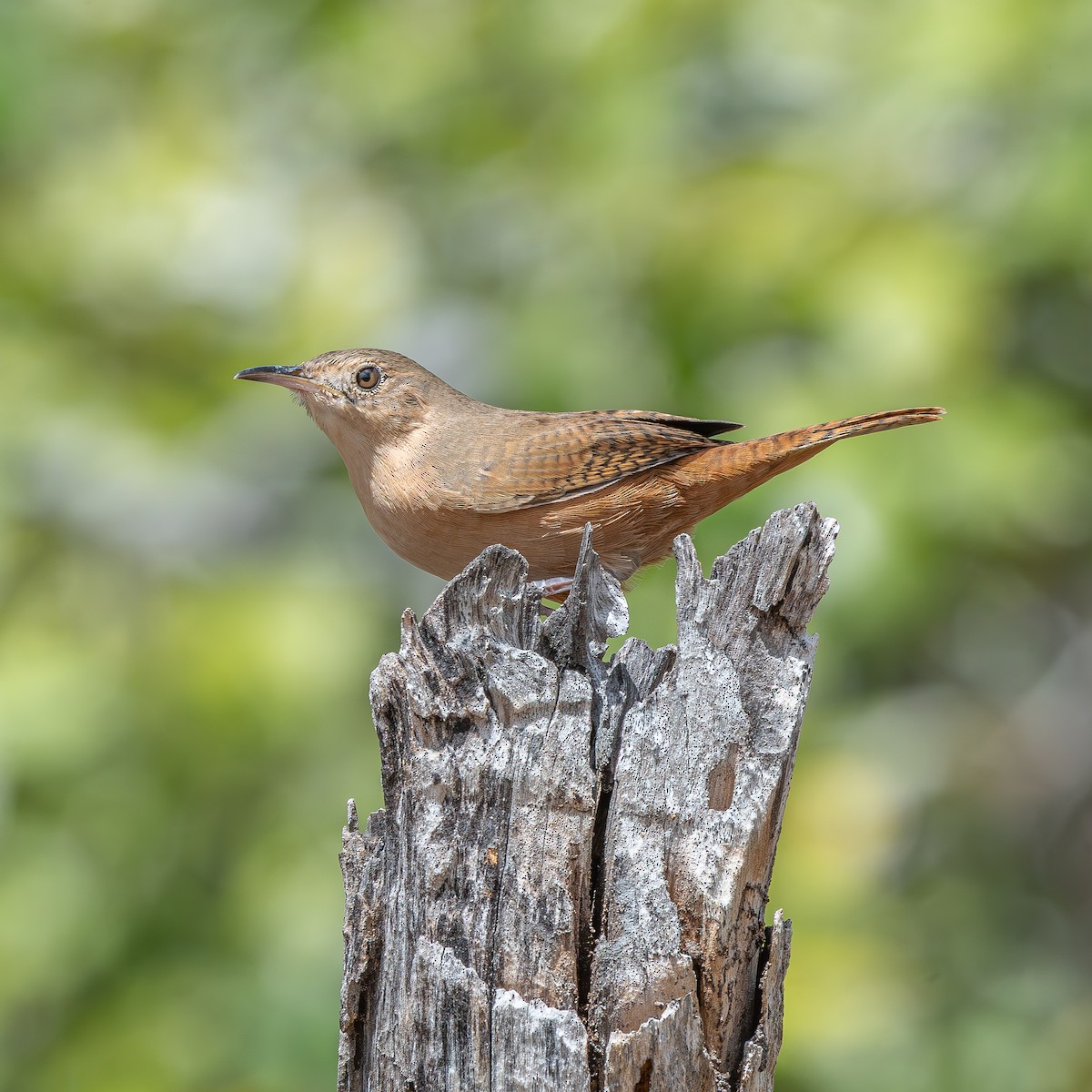 Southern House Wren - ML644004387