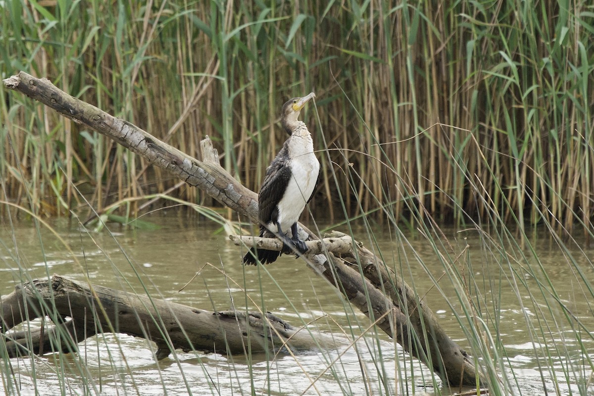 Great Cormorant - ML644004399