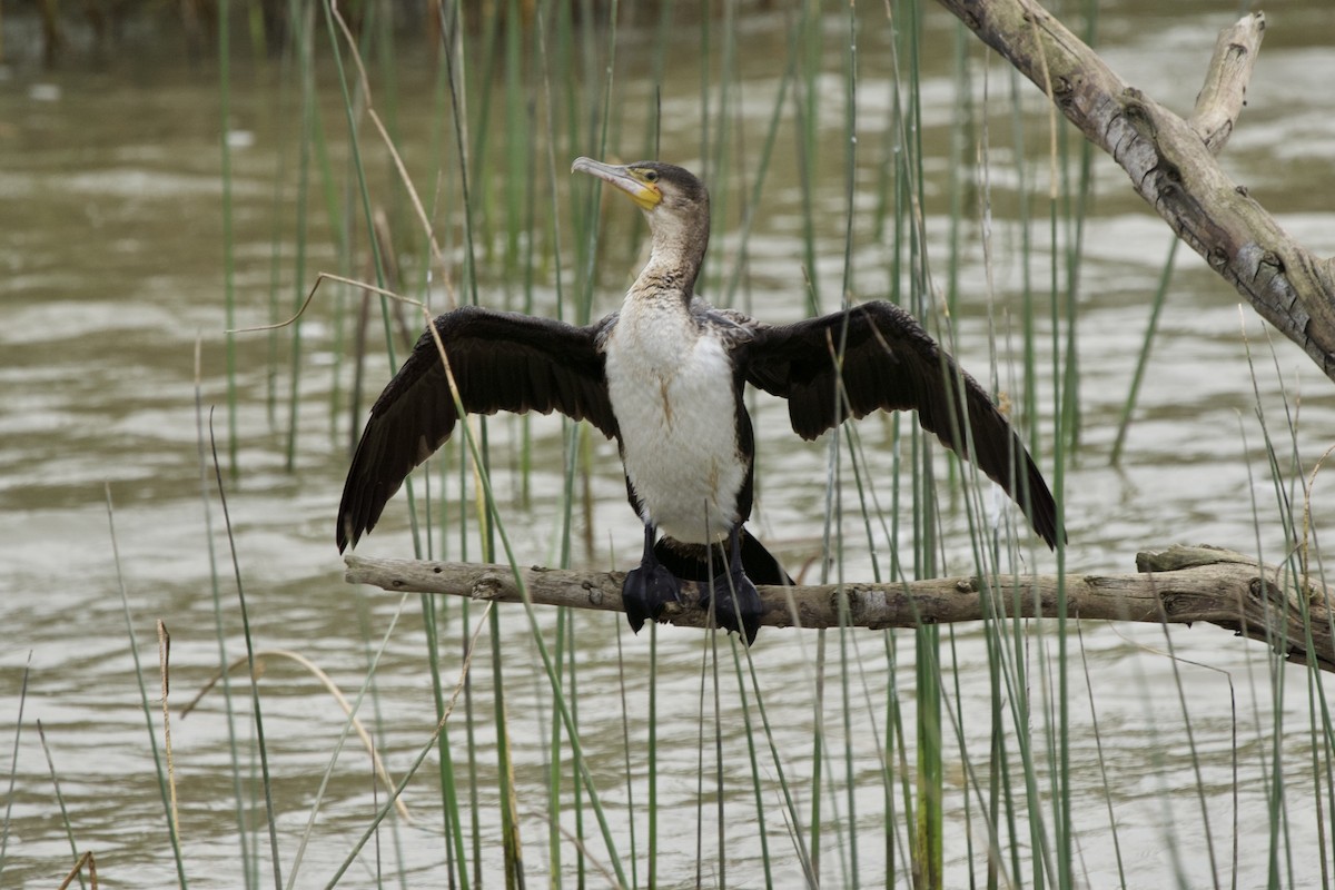 Great Cormorant - ML644004400