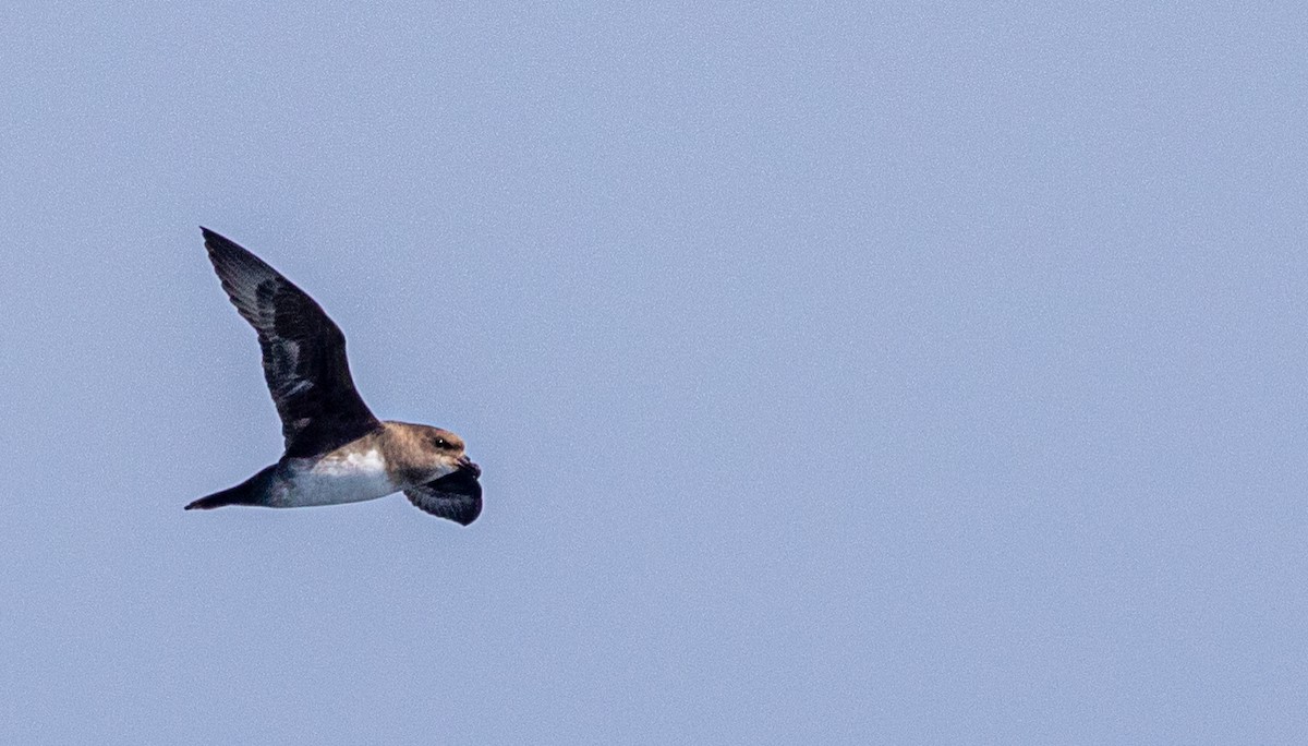 Atlantic Petrel - ML644004419