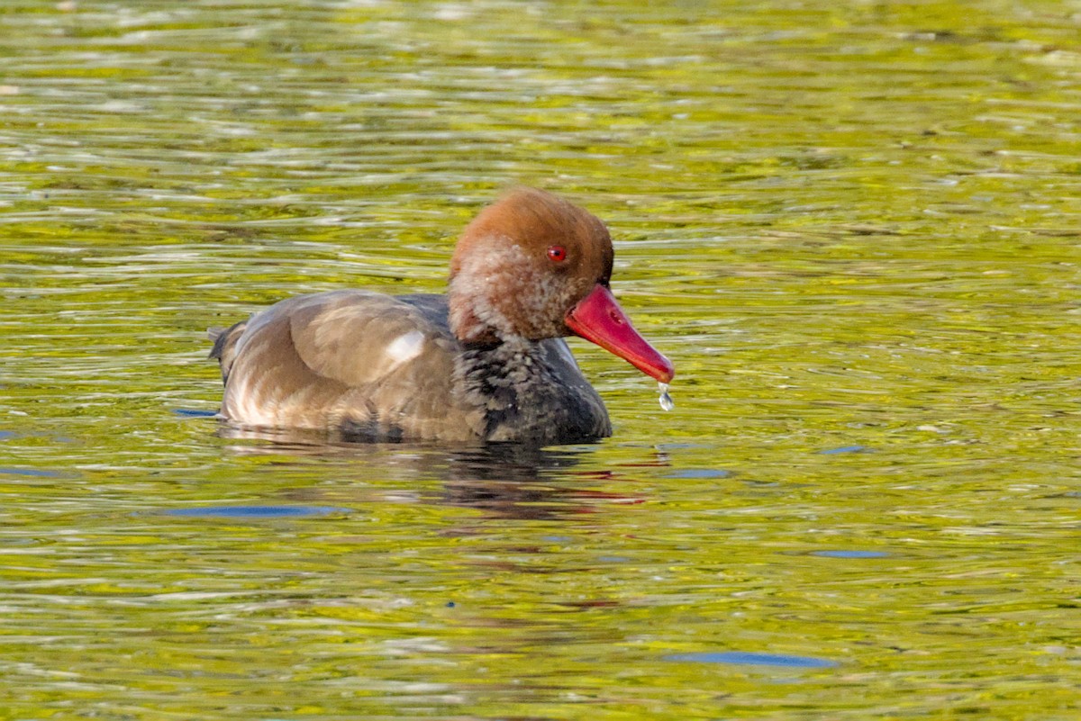 Red-crested Pochard - ML644004420