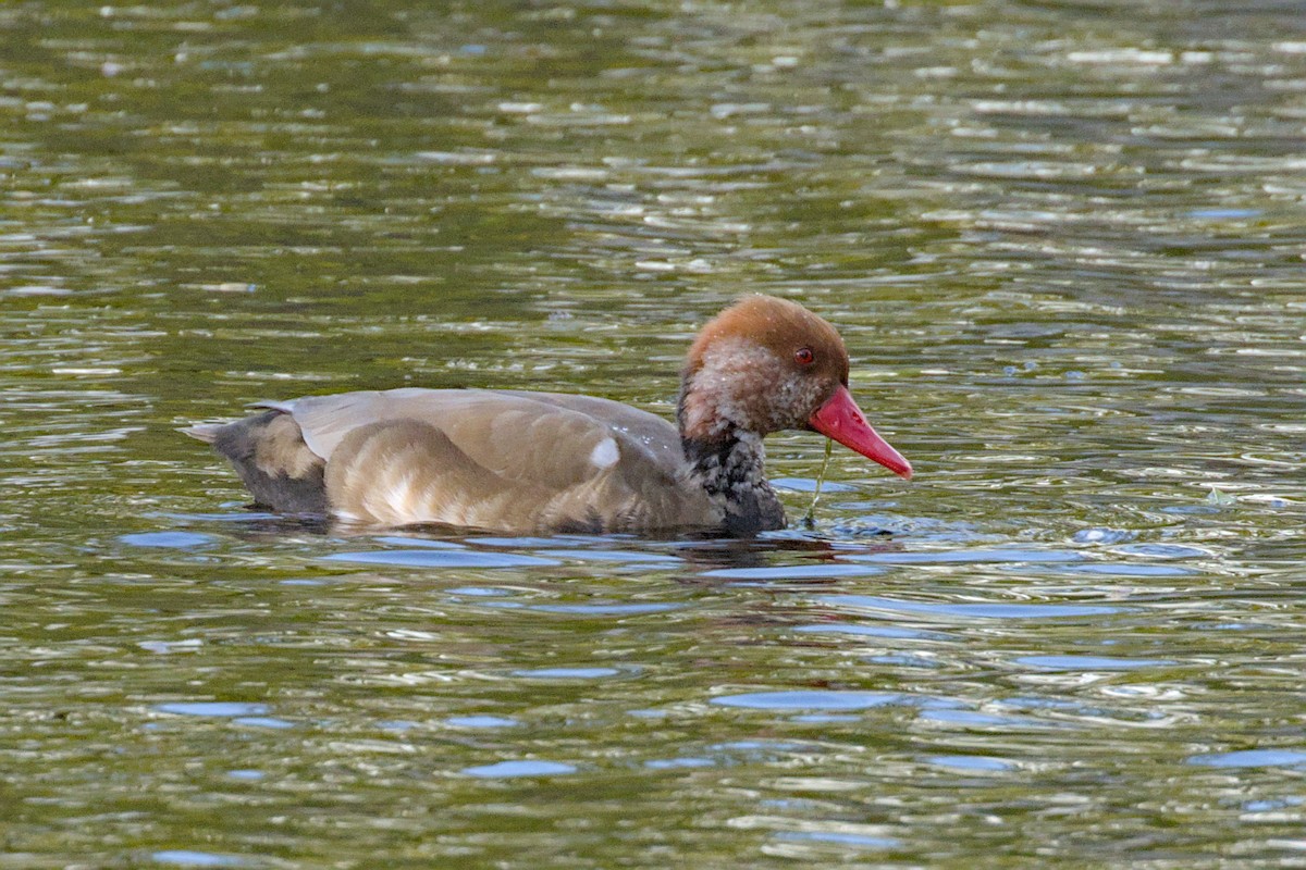 Red-crested Pochard - ML644004421