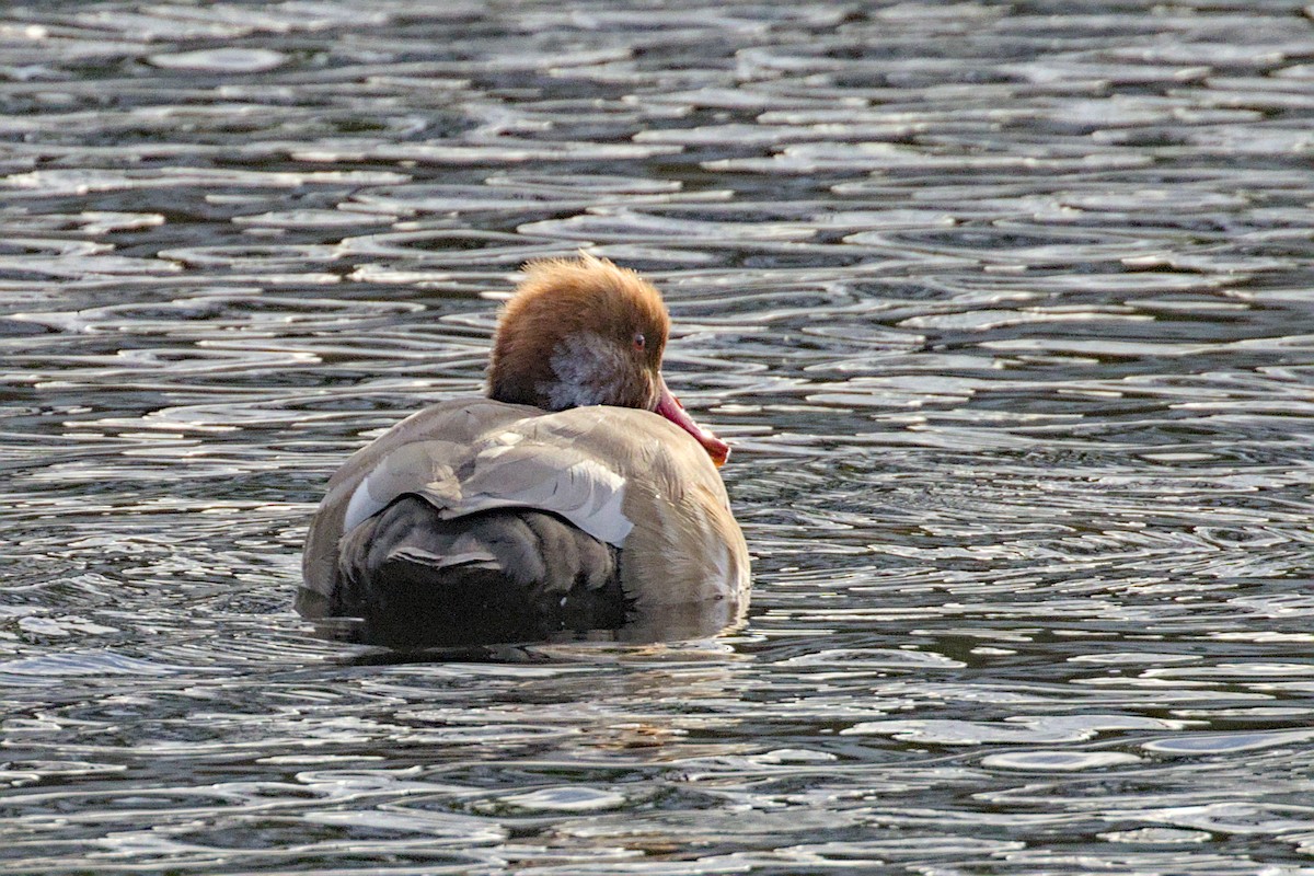 Red-crested Pochard - ML644004422