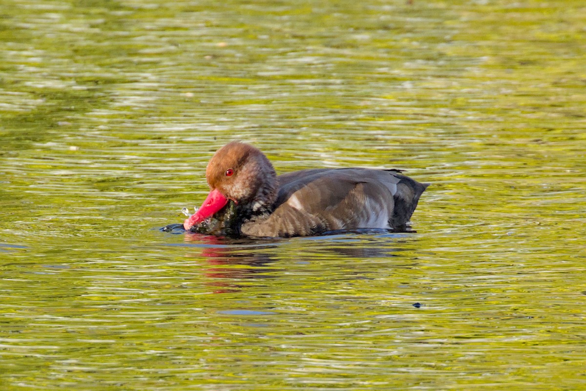 Red-crested Pochard - ML644004423