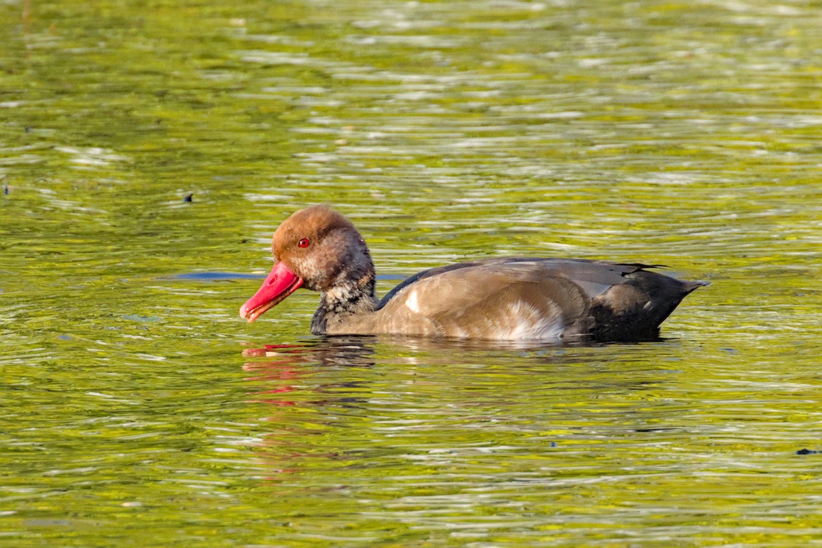 Red-crested Pochard - ML644004427
