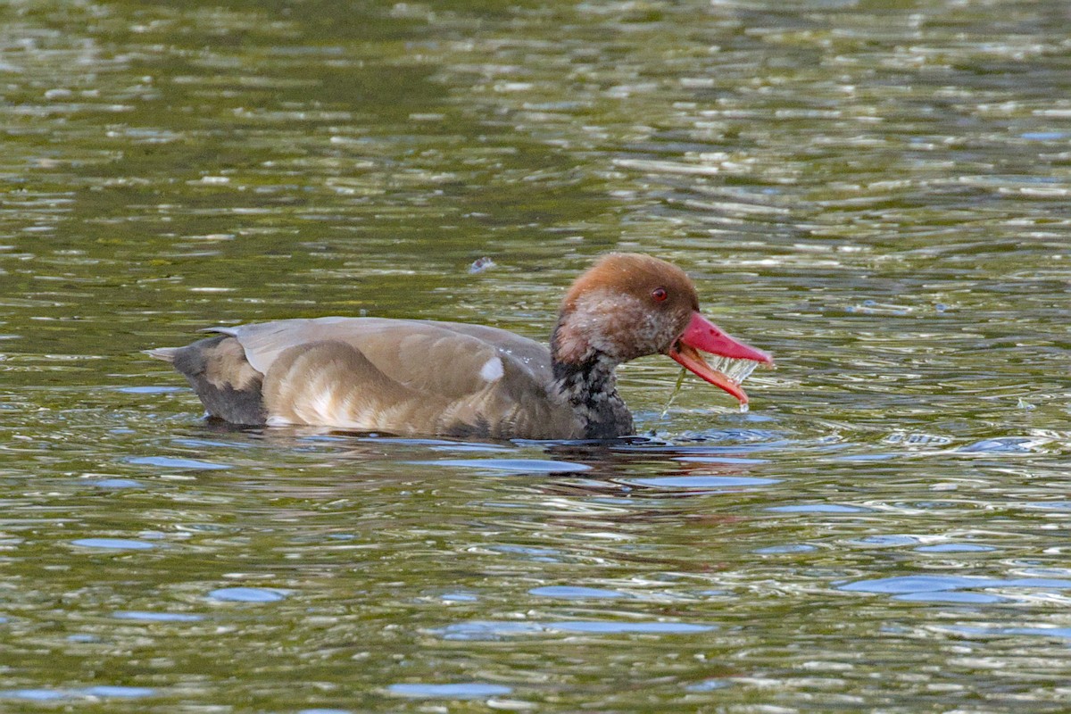 Red-crested Pochard - ML644004428