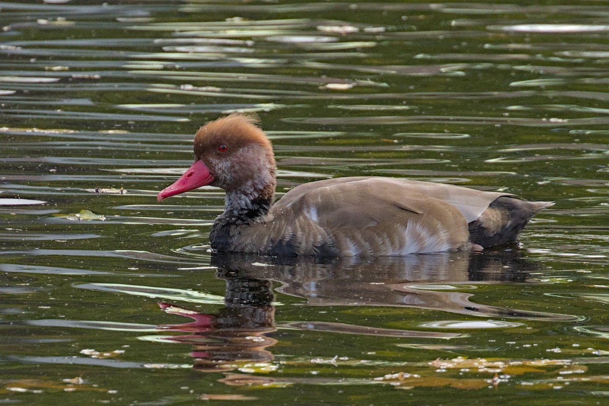 Red-crested Pochard - ML644004429