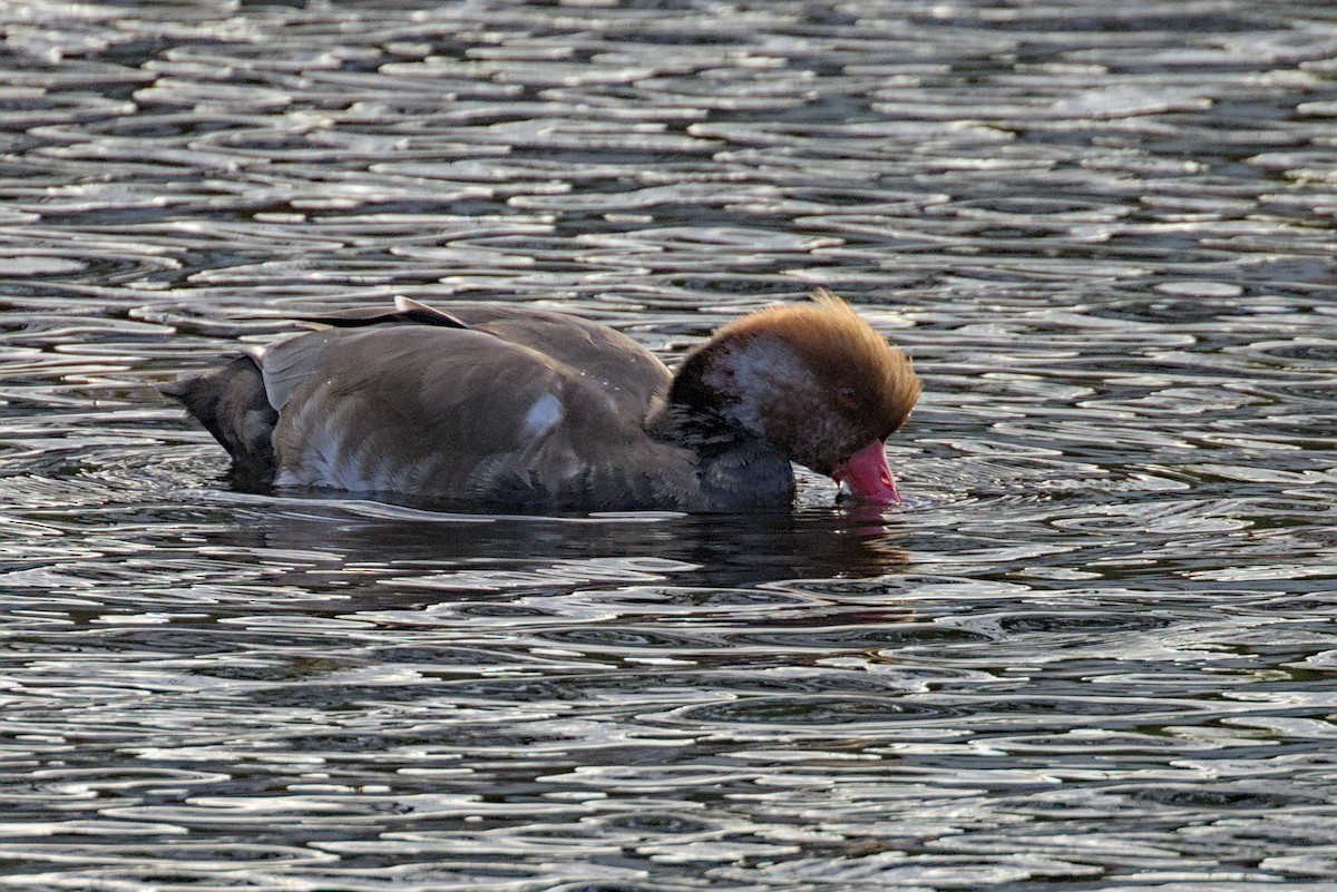Red-crested Pochard - ML644004430