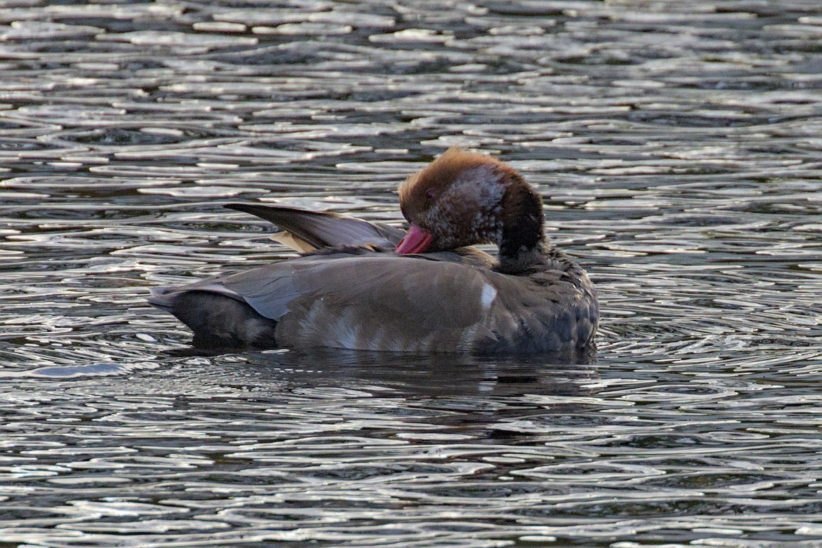 Red-crested Pochard - ML644004431