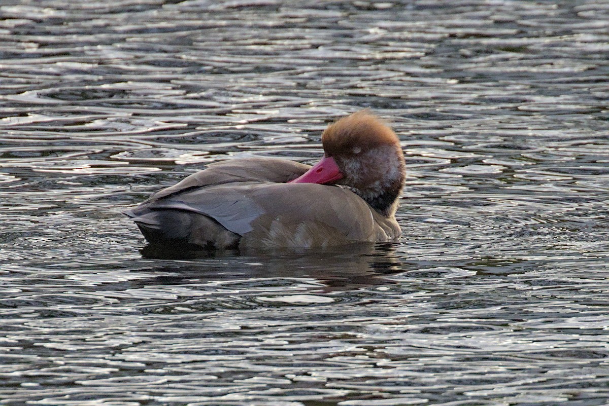Red-crested Pochard - ML644004432