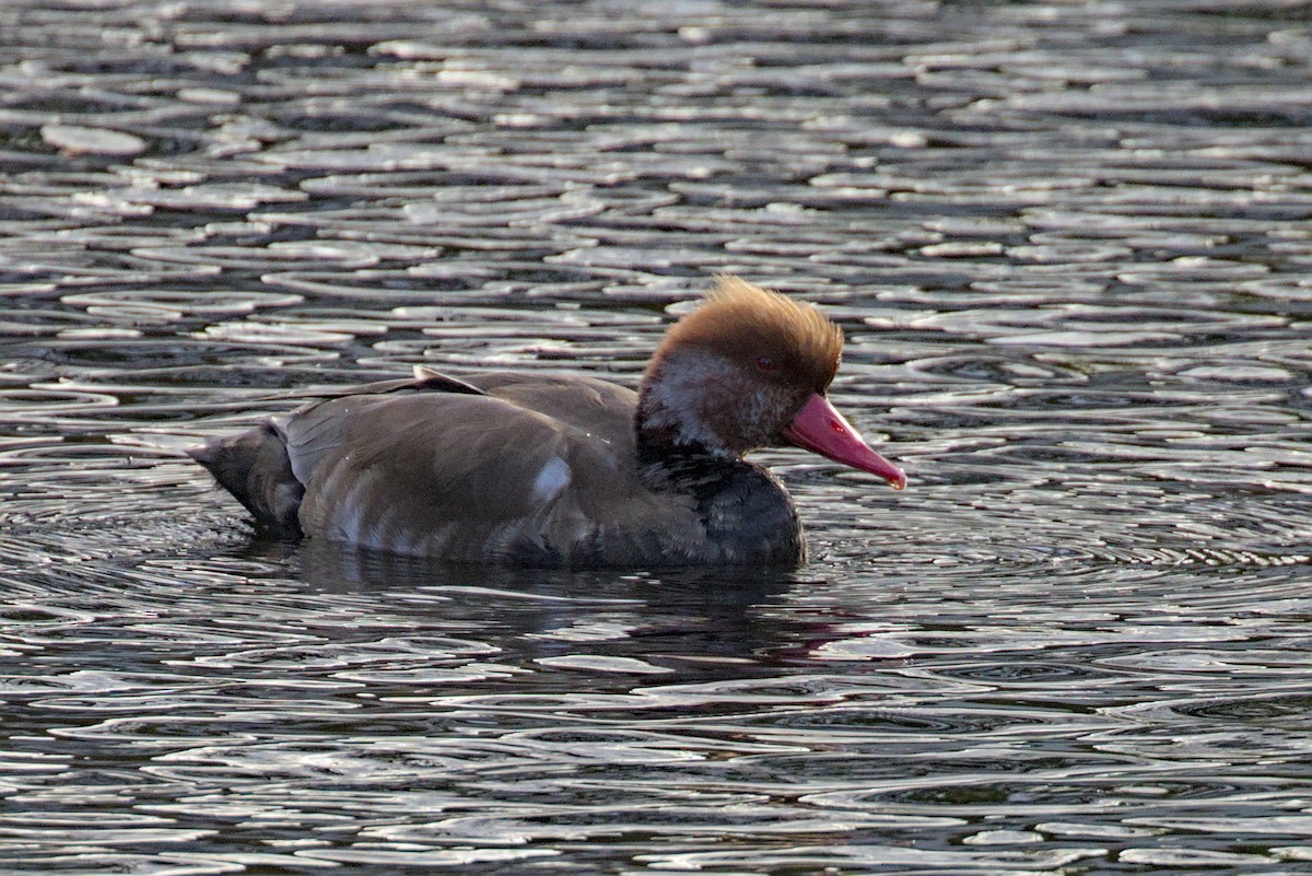 Red-crested Pochard - ML644004434