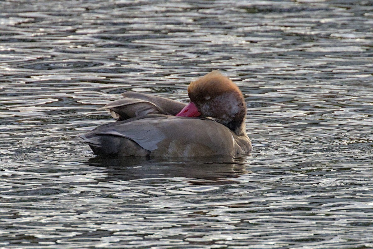 Red-crested Pochard - ML644004435
