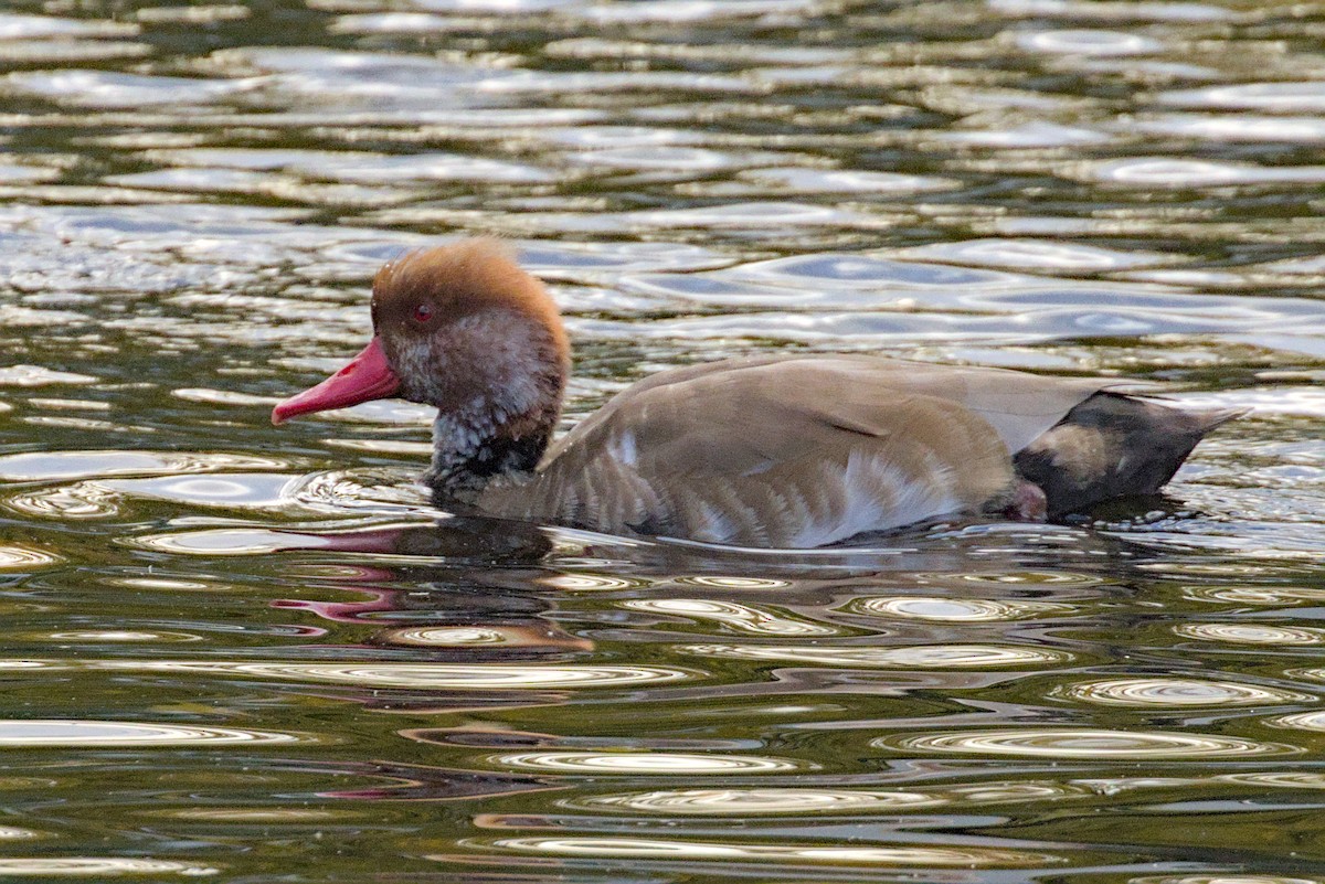 Red-crested Pochard - ML644004436