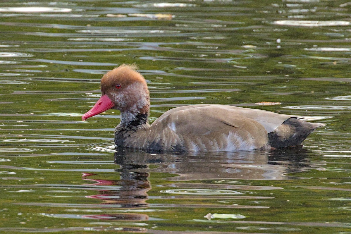 Red-crested Pochard - ML644004437