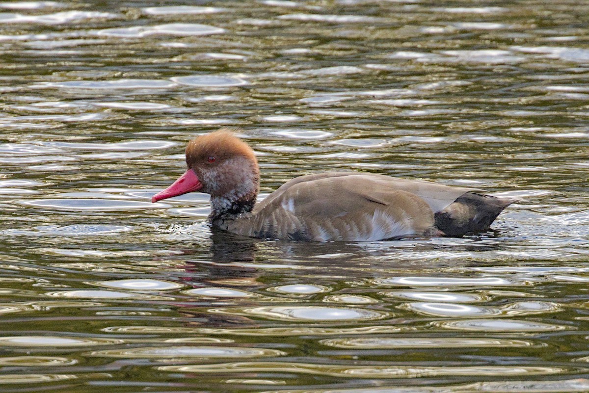Red-crested Pochard - ML644004438