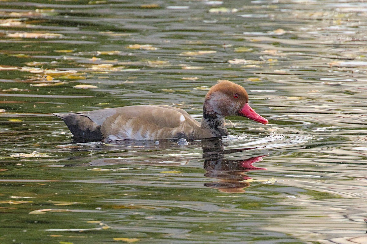 Red-crested Pochard - ML644004439