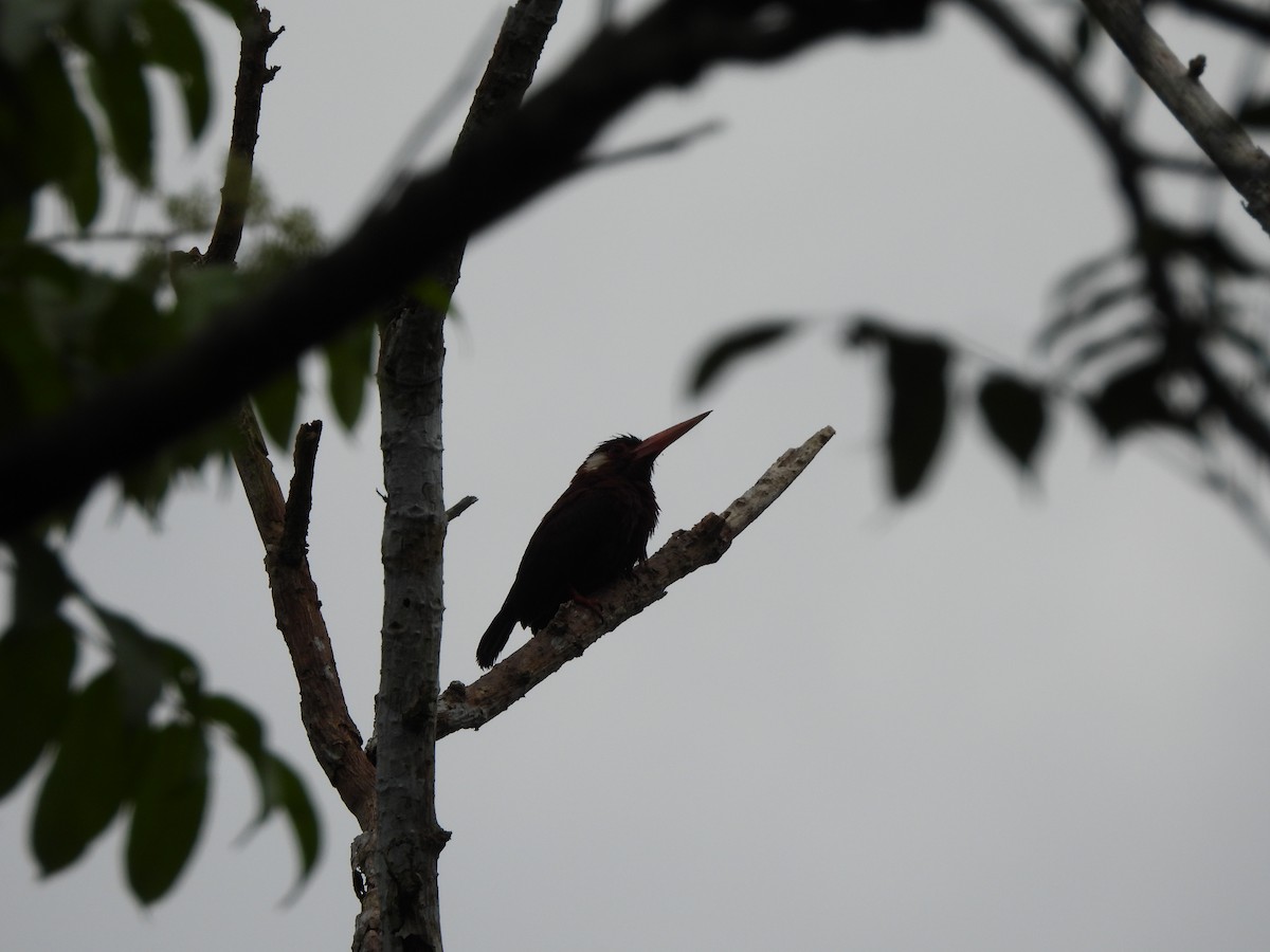 White-eared Jacamar - ML644004442