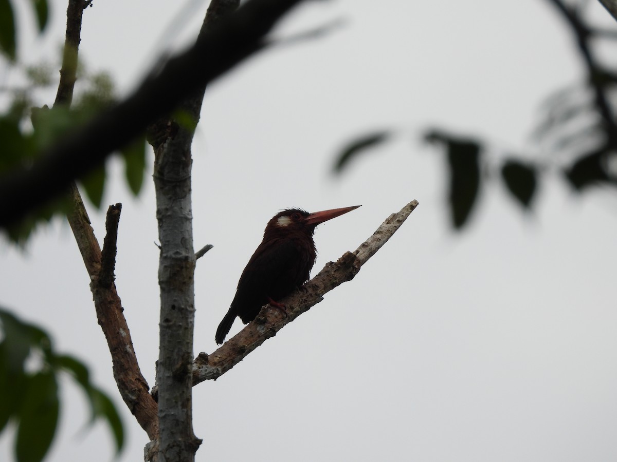 White-eared Jacamar - ML644004443