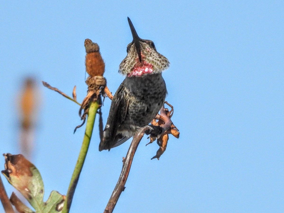 Anna's Hummingbird - ML644004447