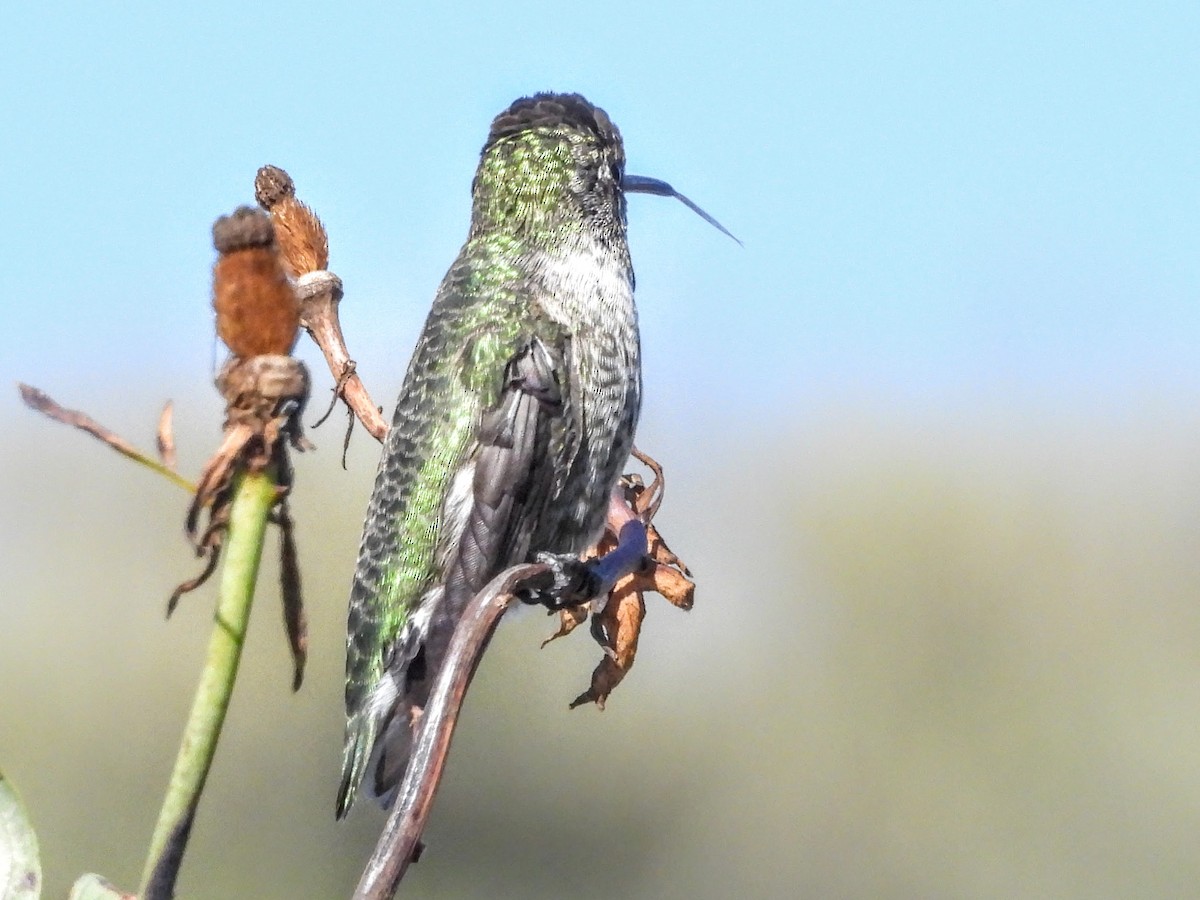 Anna's Hummingbird - ML644004448