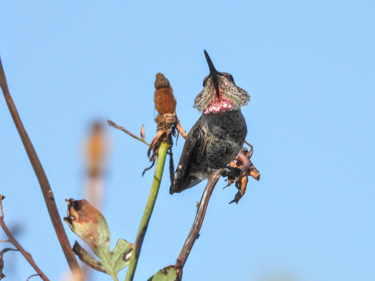 Anna's Hummingbird - ML644004449