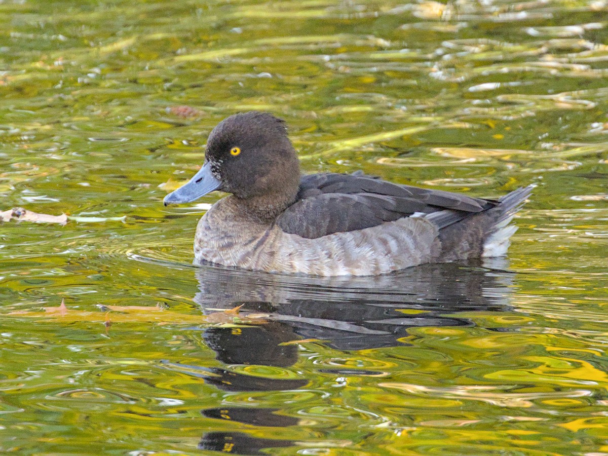 Tufted Duck - ML644004450