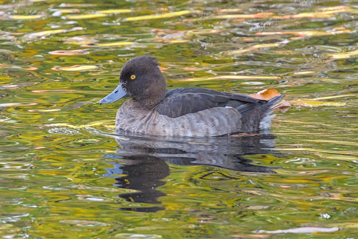 Tufted Duck - ML644004451