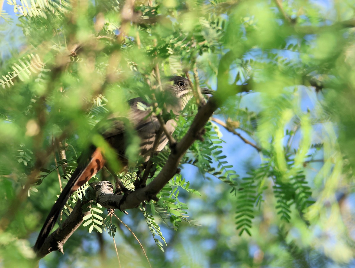 Crissal Thrasher - ML644004460
