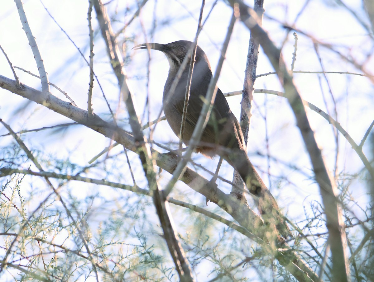 Crissal Thrasher - ML644004461