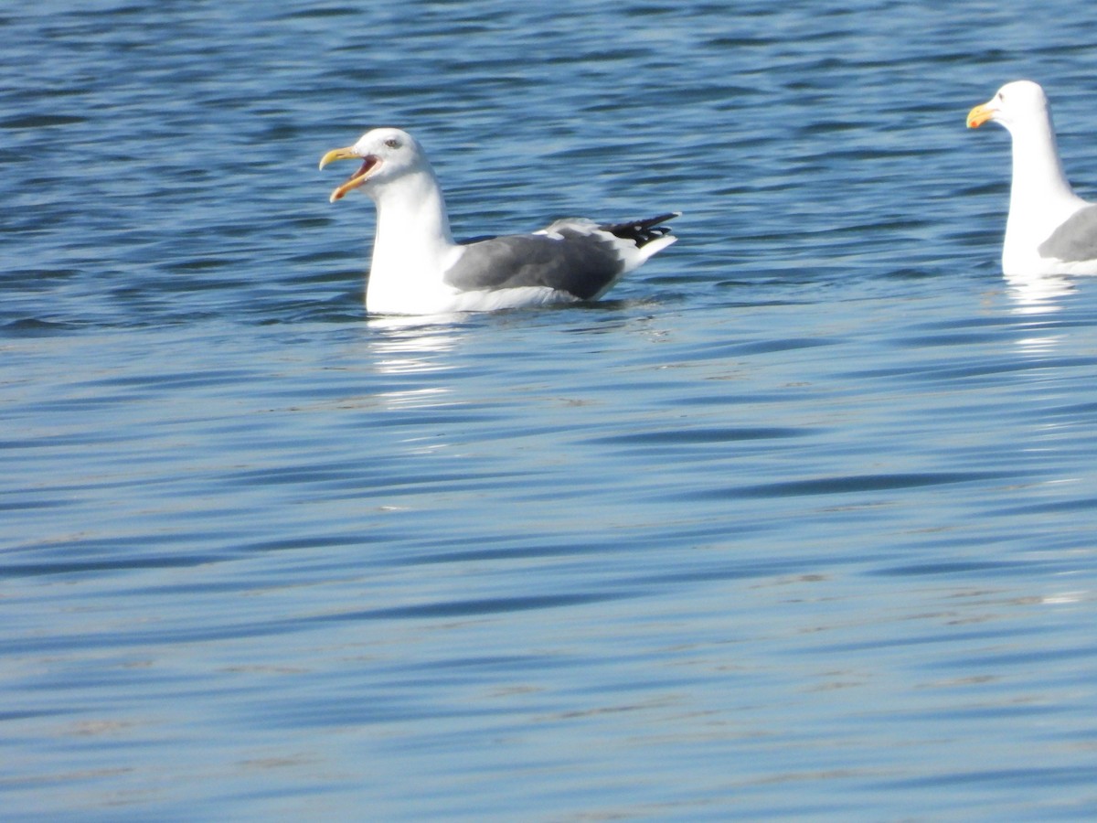 Western Gull - ML644004486