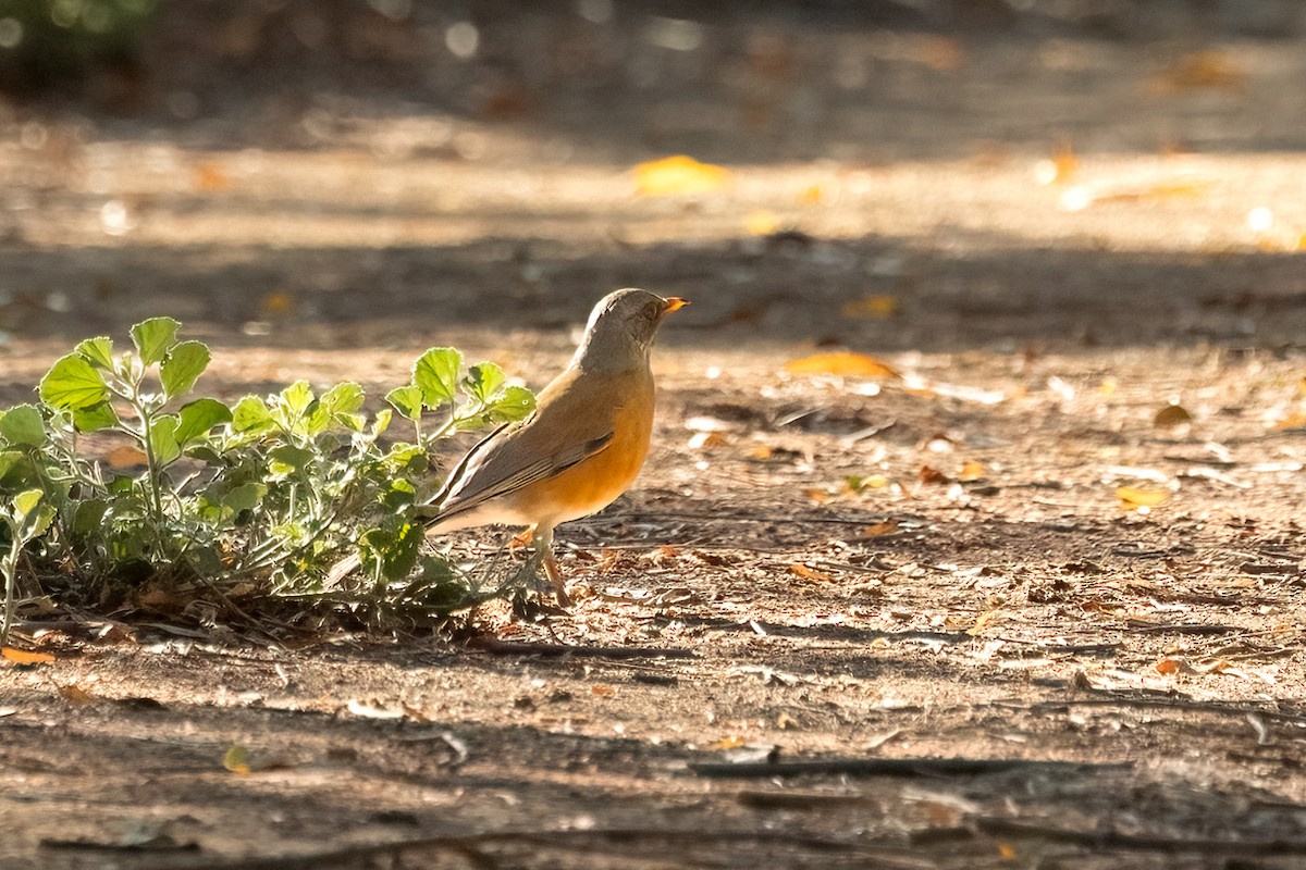 Rufous-backed Robin - ML644004487