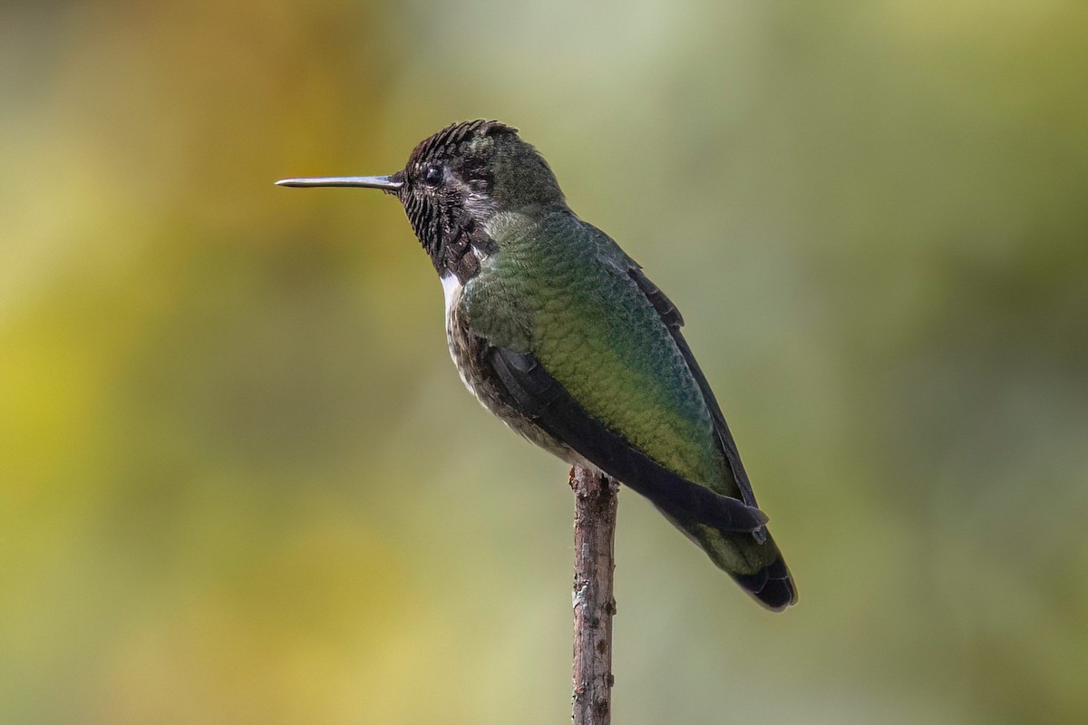 Anna's Hummingbird - ML644004499