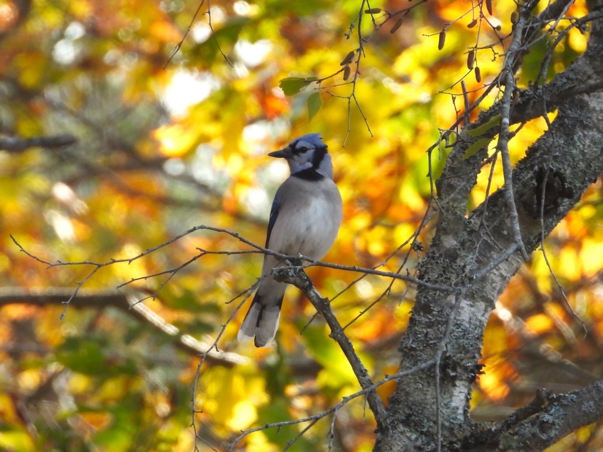 Blue Jay - ML644004501